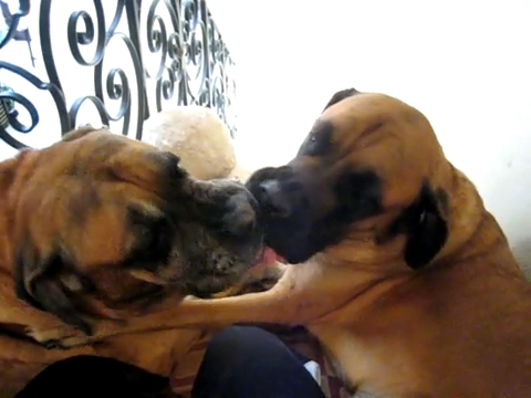 Собачьи нежности смотреть онлайн