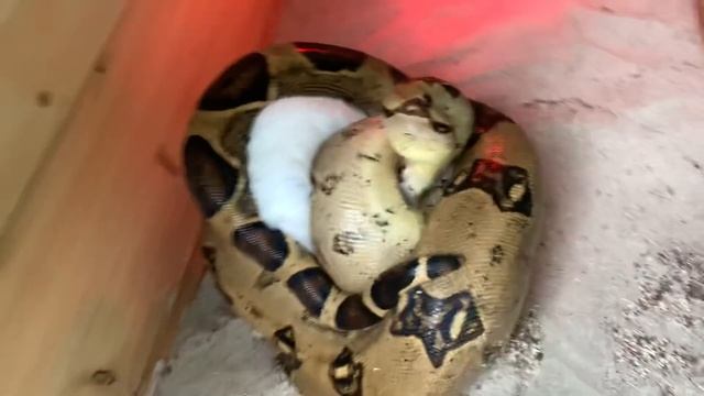 Boa Constrictor attack rabbit feeding (live feeding) смотреть онлайн