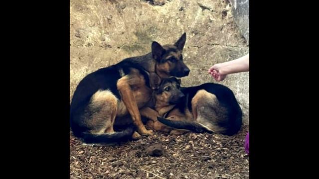 Две забитые овчарки жались друг к другу во время грозы... смотреть онлайн