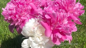 У вас будут ПЫШНЫЕ ПИОНЫ после внесения этой подкормки весной! Уход за пионами в мае