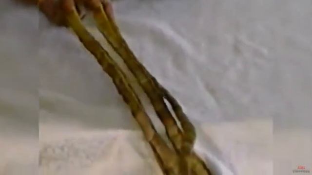 Самые ДЛИННЫЕ НОГТИ в МИРЕ смотреть онлайн