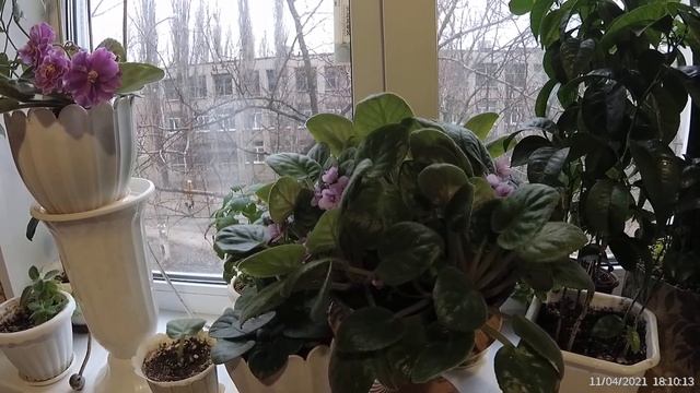 Как правильно поливать комнатные цветы. Мой опыт смотреть онлайн