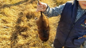 Как Ловить Ондатру В норе Ловля Ондатры в Дагестане How to catch a Muskrat in a hole Muskrat