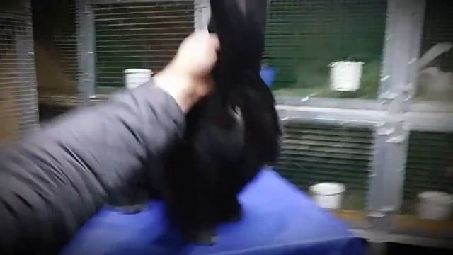 Бельгийский великан окрас черный 8.5 кг ухо 21 см смотреть онлайн