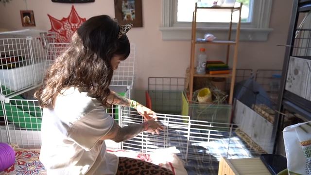 Changing Up The Guinea Pig Room Again : 3 level DIY Cage смотреть онлайн
