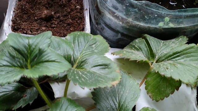 Выращивание клубники земляники на подоконнике? How to grow strawberries on a windowsill? смотреть онлайн