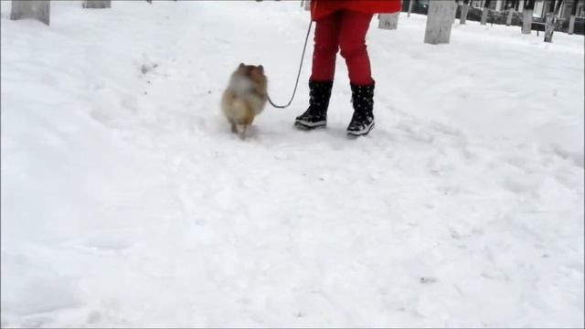 Померанский шпиц смотреть онлайн