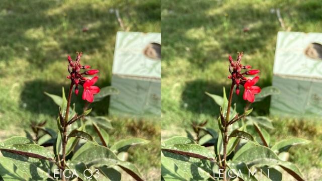 Leica Q3 VS Leica M11 Camera Comparison смотреть онлайн