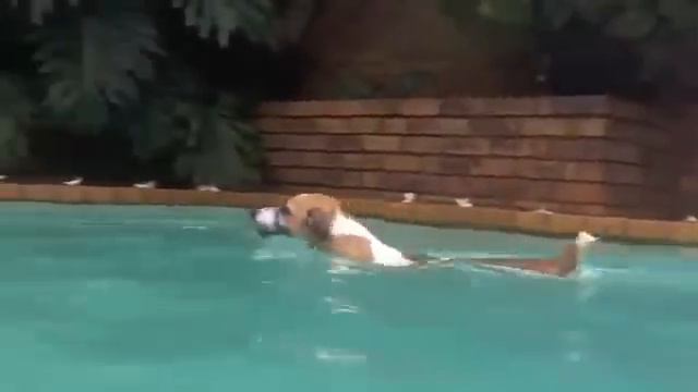 Джек Рассел терьер подводная охота смотреть онлайн