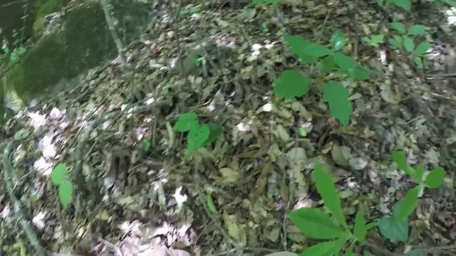 EASY Way To Catch LOADS Of Worms For Fishing смотреть онлайн
