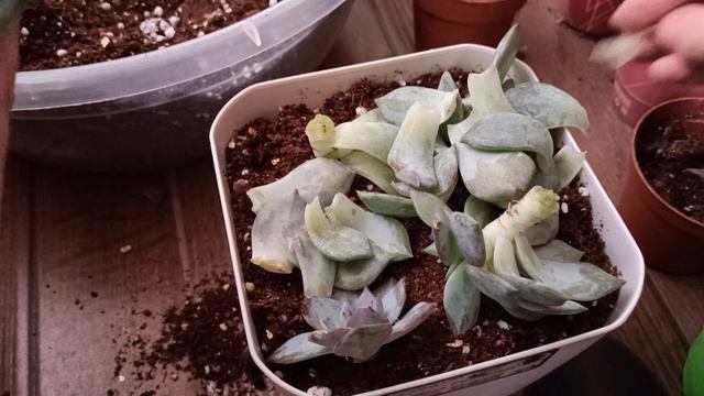 Kötü Durumdaki Sukulentler İçin Neler Yapılabilir? Echeveria Blue Bird ve Echeveria Red Ruby смотреть онлайн