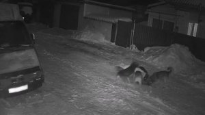 В Бийске стая собак разорвала соседского кота
