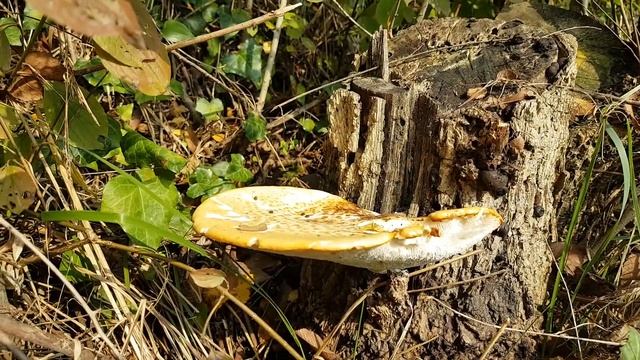 Yenen Pullu mantar (Polyporus squamosus) videom. смотреть онлайн