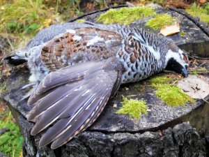 ОХОТА на  РЯБЧИКОВ ПЕТЛЯМИ