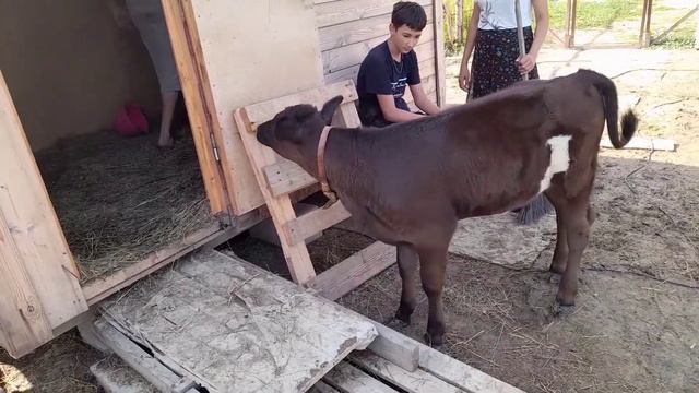 Теленок смотреть онлайн