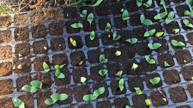 Выращивание арбузов,дынь,огурцов. Рассада в теплице. смотреть онлайн