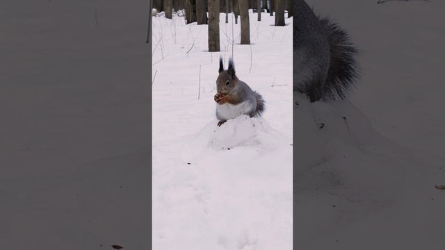 В ожидании весны.mp4