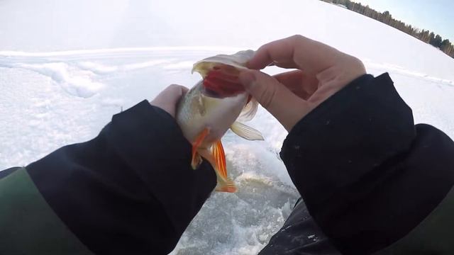 Ice fishing for big perch with sonar. (Deeper Pro+) смотреть онлайн