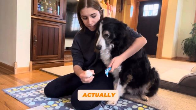 How to Brush your Dog’s Teeth and Coat! смотреть онлайн