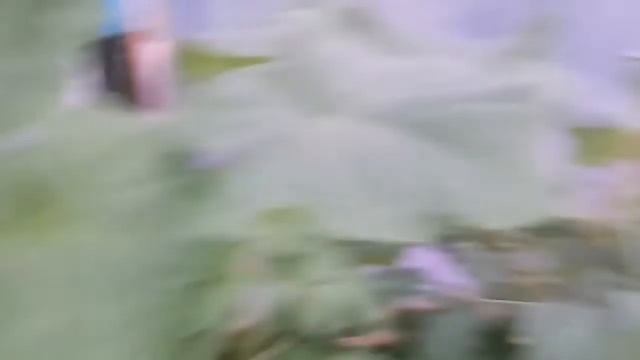 Sungold Tomato: How To Grow? From Seed To Kitchen