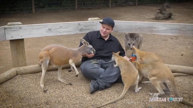 Достопримечательности Австралии и МЕСТЬ ИНДУСАМ! #2 Экскурсии смотреть онлайн