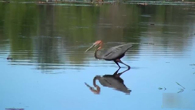 ОРЛАН КРИКУН- неуступчивый хищник, который бьется даже с буйволом. Орлан против аиста, марабу. смотреть онлайн