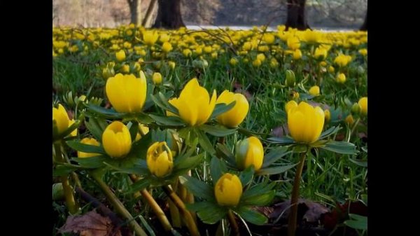 ЭРАНТИС, или ВЕСЕННИК (ERANTHIS) сем. Лютиковые