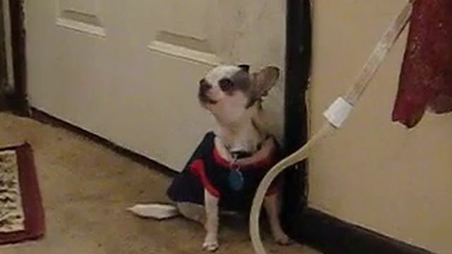 Apple Head Chihuahua sounds like a SCREAMING BABY смотреть онлайн