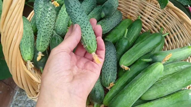 НАЧАЛО КУПАЛЬНОГО СЕЗОНА/ СБОР ПЕРВОЙ КЛУБНИКИ/ ПЕРЕДЕЛКА КУРЯТНИКА/ 20.06.2023 г. смотреть онлайн