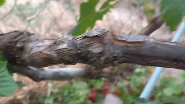 опыление винограда Дарья 16 июля 2022 г. смотреть онлайн