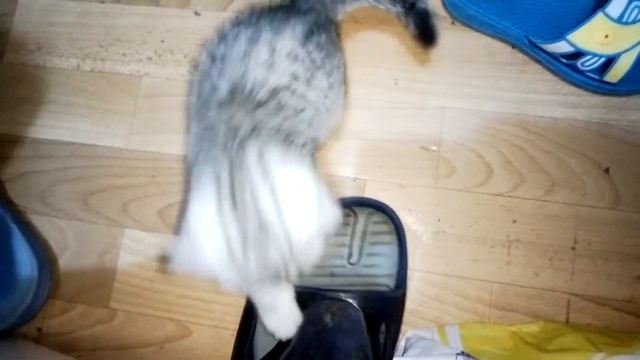 шотландский вислоухий котёнок смотреть онлайн