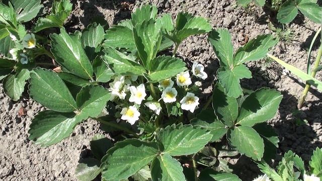 Эта болезнь клубники может оставить без урожая. Чем обработать клубнику. смотреть онлайн