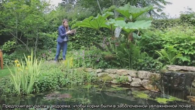 Растения для сада в деревенском стиле (переведено ландшафтной студией "ДриадаС") смотреть онлайн