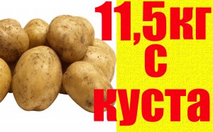 Сделайте ТАК При Посадке Картошки и Собирайте Тонны Урожая! Лучший способ повысить урожай картофеля