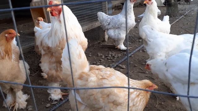 SEAZON BIRDS MEETING STARTED A NEW COUPLE BRAHMA SPLASH LEMON THEIR FIRST TIME AFTER CREATE BIRDS смотреть онлайн