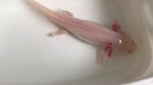 Аксолотль. Как выглядят аксолотли без воды.