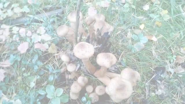 За грибами в конце сентября. смотреть онлайн