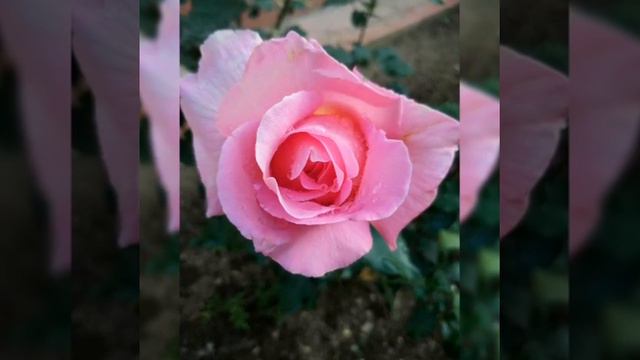 Для ВАС 😍мои розы🌹💐 смотреть онлайн