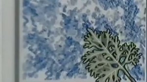 Тройчатка Эвалар в разных скоростях (x10 - 0.1x)