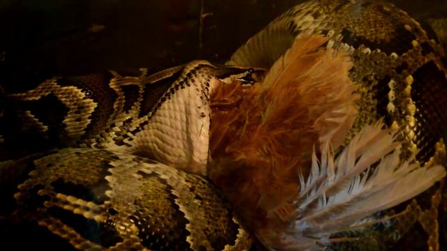 У питона обед) смотреть онлайн