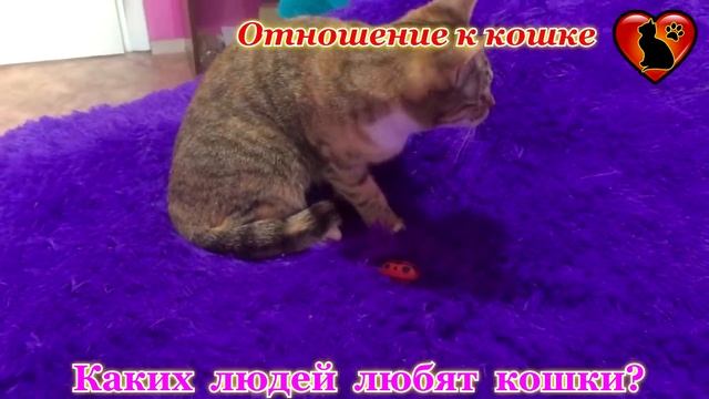 Так Вот Каких Людей Любят Кошки! Каких Людей Выбирают Кошки?! смотреть онлайн