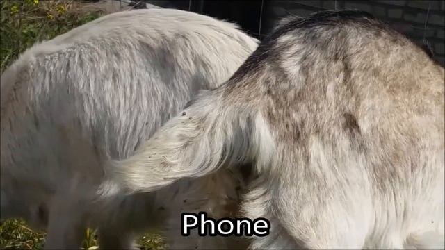 Phone(Samsung Galaxy S5) VS Camera(Samsung S860) смотреть онлайн