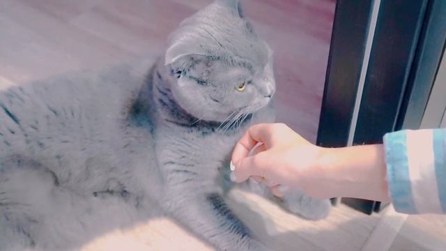 КОШКА МЕСЯЦ НЕ ВИДЕЛА ХОЗЯЙКУ | ВСТРЕЧА КОШКИ С ХОЗЯЙКОЙ - РЕАКЦИЯ КОШКИ смотреть онлайн