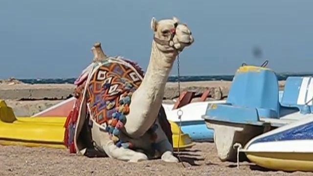 Веселый африканский верблюд смотреть онлайн