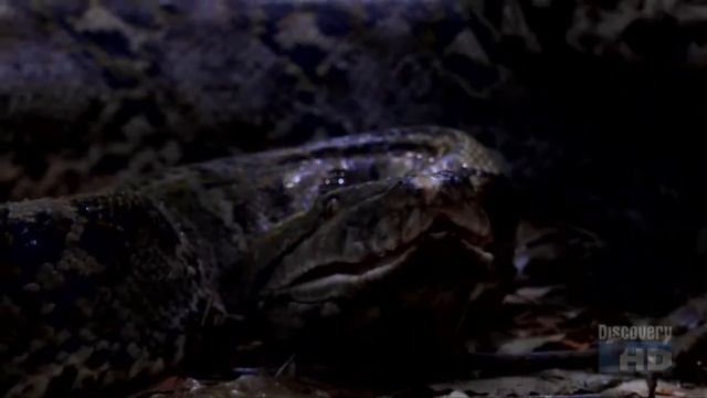 Austin Stevens - Snakemaster - In Search of the Man-eating Python - Part 1 смотреть онлайн
