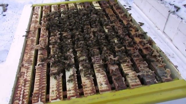 финский улей, и первый полноценный облет пчел в феврале, при зимовки на воле смотреть онлайн