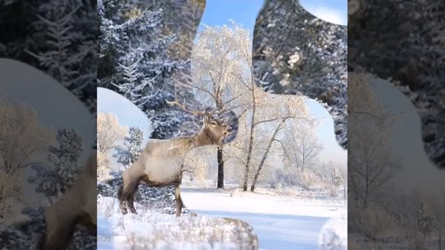 Амурская снежная красавица тайга смотреть онлайн