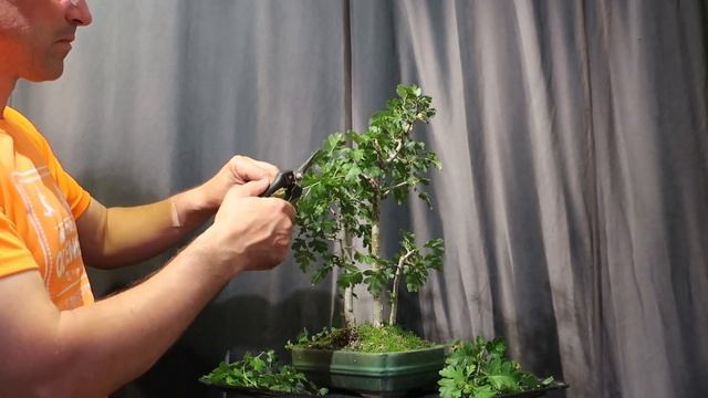 Păducel 1 (Crataegus monogyna) - proiect bonsai - Ep 4 Mai 2022 смотреть онлайн