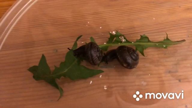 Как ухаживать за уличной улиткой смотреть онлайн