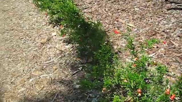 Punica granatum 'Nana' Dwarf Pomegranate смотреть онлайн